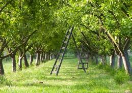 Koop een paar fruitsoorten die in Nederland groeien zoals bramen, appels, peren, pruimen, kersen,