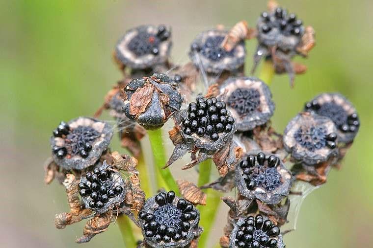 Een laag plat bakje, schors (orchideeën grond), laagje water, zaad er over uit gestrooid en een stolp erover. Geduldig gewacht. En nu enkele maanden later.yes.