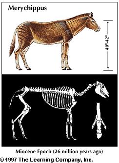 foto Merychippus Zijn opvolger (ca. 5-2 miljoen jaar geleden) de Piliohippus was het die met echte hoeven, zoals wij ze heden ten dage kennen van het bij ons bekende paard.