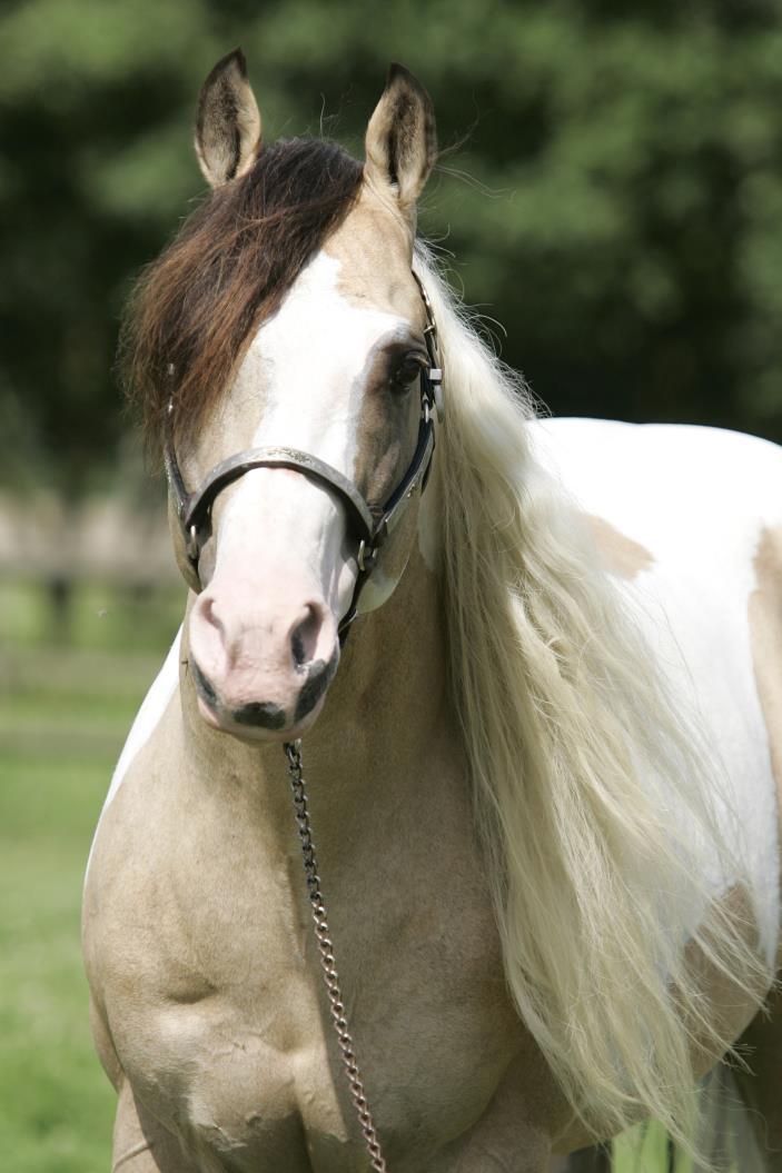 paardentandartsen en het kan zeker geen kwaad om regelmatig het gebit van het paard te laten nakijken.