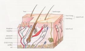 Acne les 1 1. Anatomie & fysiologie van de huid Bouw van de huid Dekkend voor de eindtermen 1.1 talgklieren & 1.2 prikkels en pijnbeleving & 2.