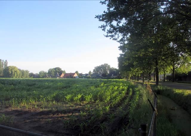 De eiken aan de Schaapsdijk zijn forser (diameter stam gem. 2,5-3,5 dm) dan aan de Krommedelseweg (diameter stam gem. 1,8-3,0 dm).