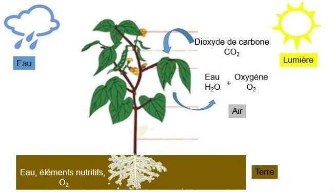 water, strijd tegen het hitte-eilandeffect, uitnodiging om organisch afval te recycleren 1. EETBARE PLANTEN 1.1. DE BEHOEFTEN VAN EEN PLANT?