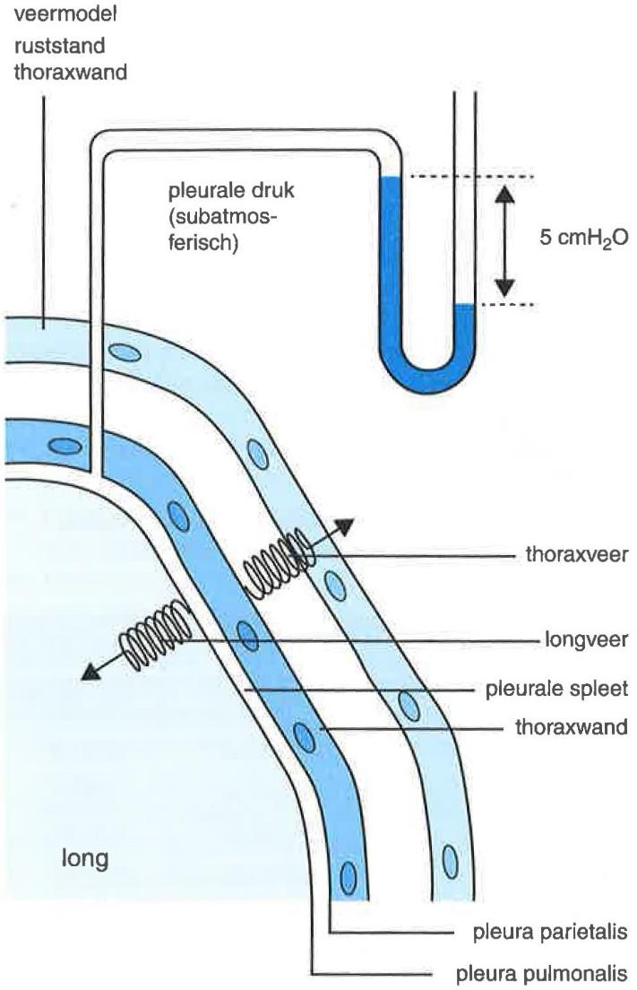 Pleuradruk Druk in pleuraholte Elasticiteit long + thorax Negatieve druk Beademing: - P aw - Elasticiteit thoraxwand - Elasticiteit longen +