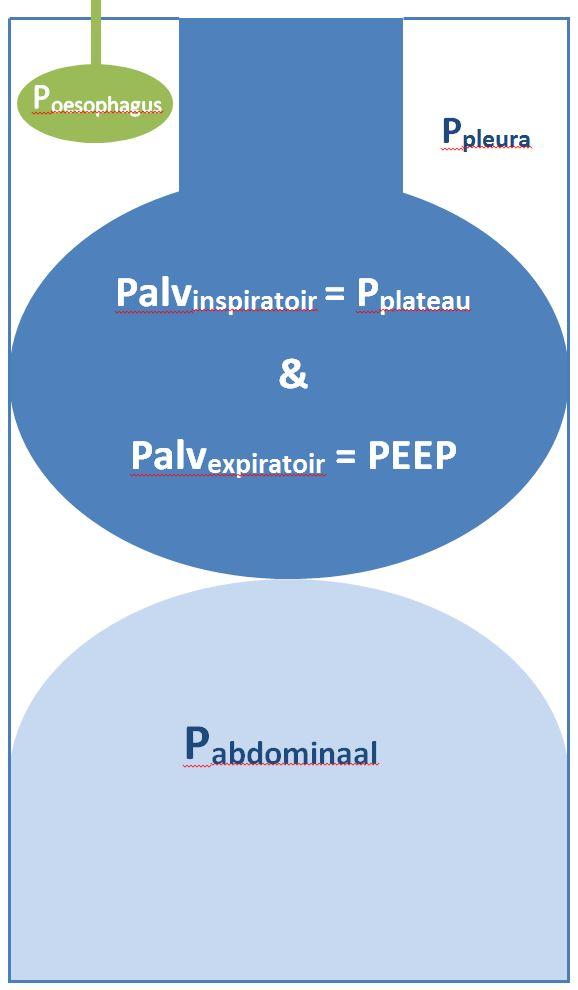 Transpulmonaal druk Openingsdruk longen P plateau P pleura P pleura = P oesophagus P