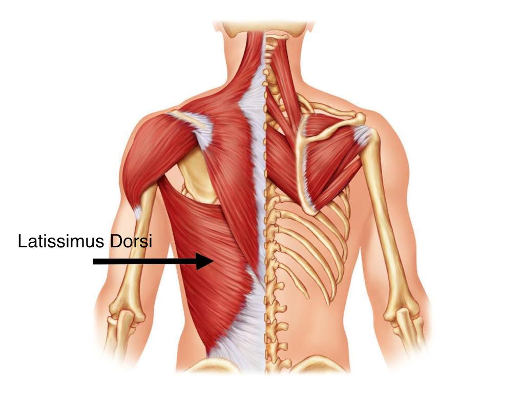 I : Crista tuberculum minoris humeri F: Adductie,