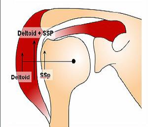 Tuberositas deltoidea F: Abductie, anteflexie/retroflexie,