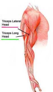 M Triceps brachii O: Caput longum: tuberculum infraglenoidale(bi-articulair)