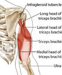 achtervlak humerus(mono-articulair) I : Olecranon F: gehele spier; extensie