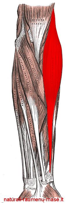 M Brachioradialis O: Epicondylus lateralis van humerus I : Schacht