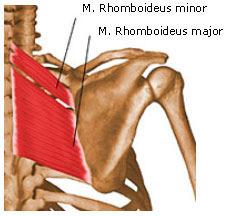 M RhomboideusMajor + Minor