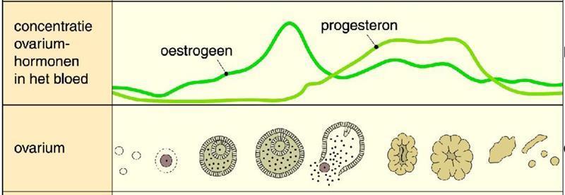 3.2.4 Functie van oestrogeen in de folliculaire fase Oestrogeen zorgt tijdens de folliculaire fase onder meer voor de opbouw van het baarmoederslijmvlies, zoals duidelijk blijkt uit het verloop van