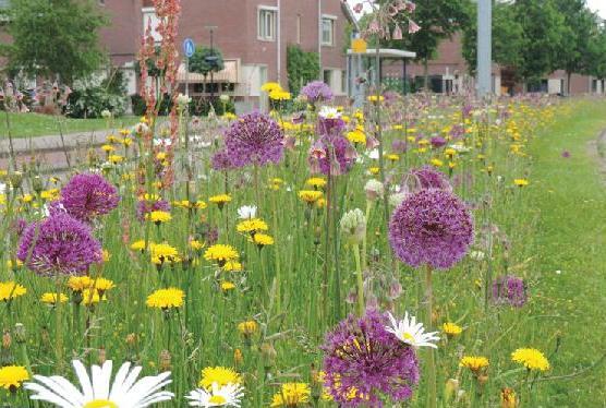 Visie Uitstraling D&B streek Bloemrijke bermen - 9 Bermtypen onderscheiden met