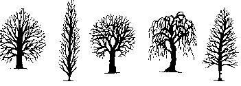 Bijlage 1: Antwoorden werkboekje De bomenspeurtocht Het gezegde: bomen voor het leven 1. Hazelaar: 1. ja 2.