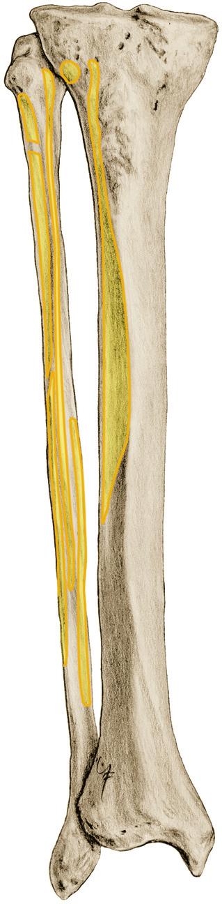 Voorste, laterale lange teen- en spronggewrichtsspieren 1 7.H Onderbeenspieren (voorste, laterale spieren van tenen en spronggewricht), oorsprong op tibia en fibula, vooraanzicht. 0 M.
