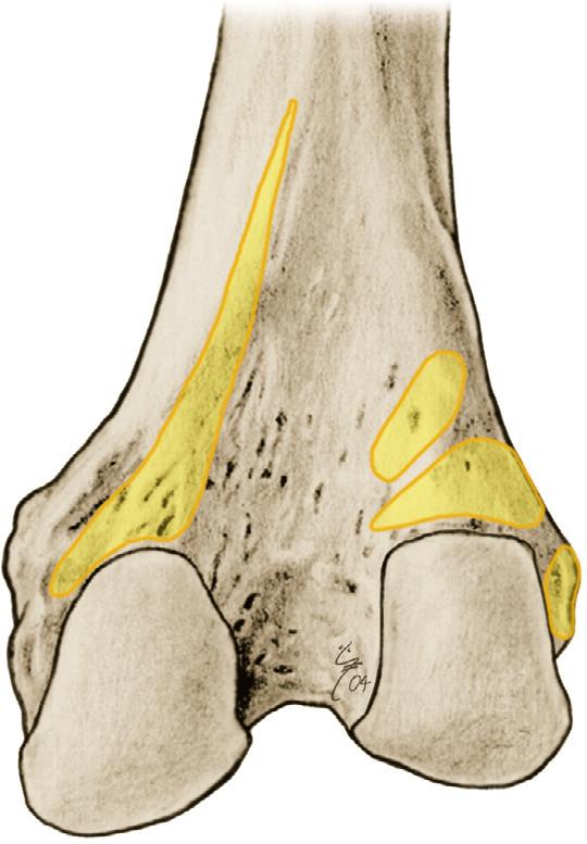 Achterste lange teen- en spronggewrichtsspieren 2 7.K Achterste lange spieren van tenen en spronggewricht, oorsprong op het femur, achteraanzicht. 0 M.