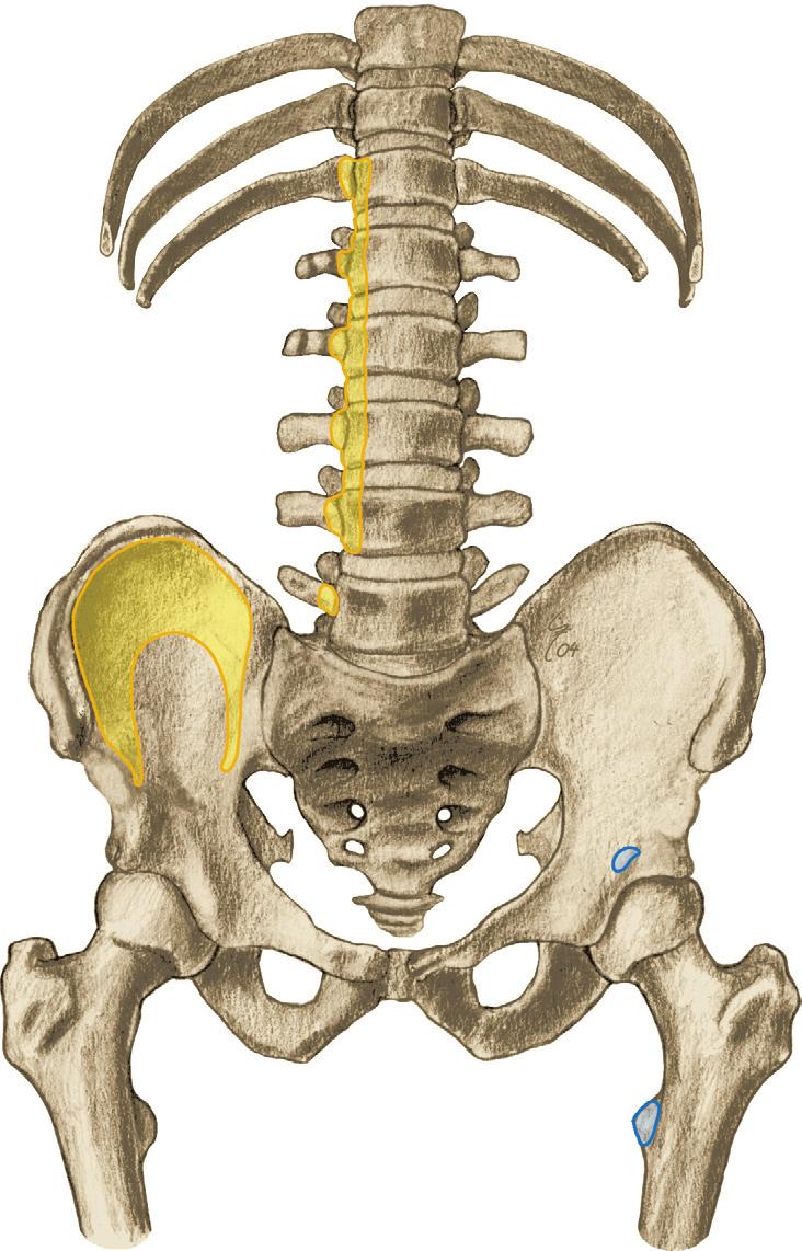 Heupgewrichtsspieren 2 7.Ac Heupspieren (heupgewrichtsspieren), oorsprong op os coxae en columna vertebralis, mediaal aanzicht. 0 M.