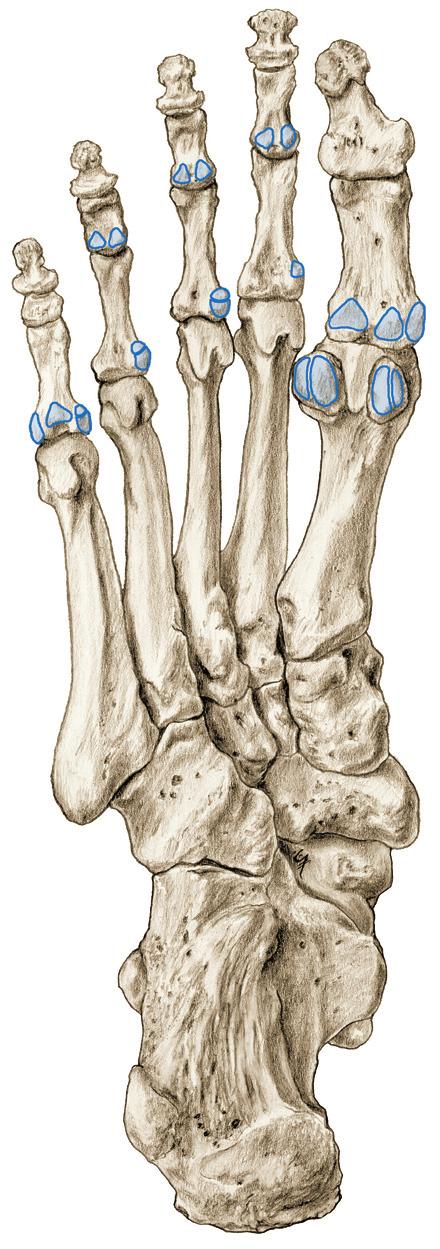 Korte teen- en voetgewrichtsspieren 4 7.Nb Korte voetspieren (spieren van de teengewrichten), aanhechting op het voetskelet, plantair aanzicht. 0 M.