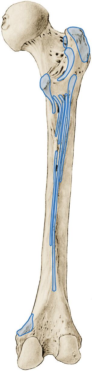 Heupgewrichtsspieren 4 7.Bb Heupspieren (heupgewrichtsspieren), insertie op het femur, achteraanzicht. 0 M. gluteus medius boven- en zijvlak van de trochanter major 0 M.