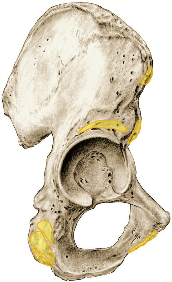 Kniegewrichtsspieren 1 7.C Dijbeenspieren (kniegewrichtsspieren), oorsprong op het os coxae, lateraal aanzicht. 0 M. sartorius spina iliaca anterior superior 0 M.