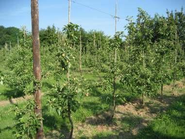 4 2. Proefperceel De proef werd in 2010 aangelegd op een perceel Topaz van 8 jaar oud. De bomen hebben echter nog lang niet het gewenste boomvolume voor een goede productie behaald (foto 1).