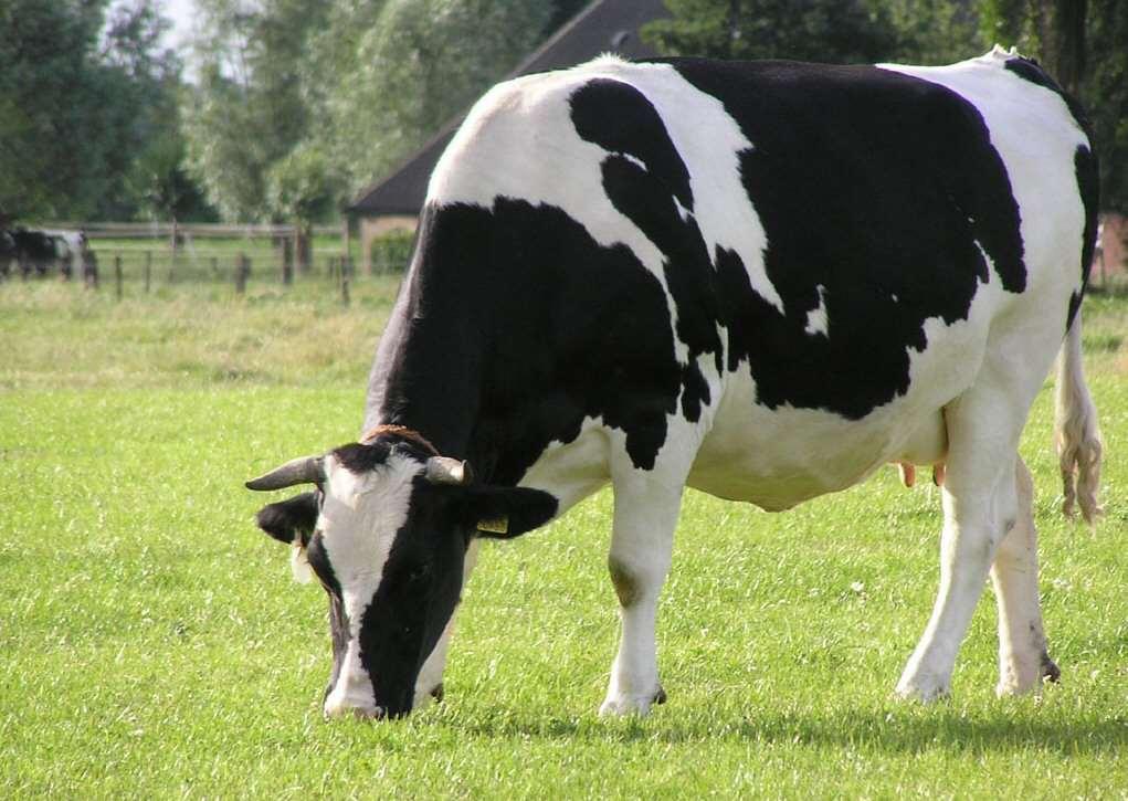 volwassen koe