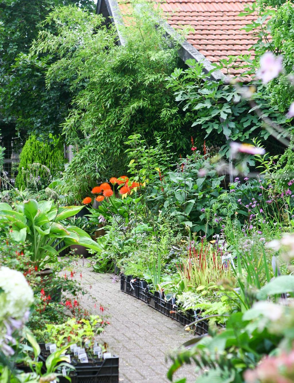 GERRIE VEENSTRA Wie het erf van tuin en kwekerij De Botterhutte oprijdt,