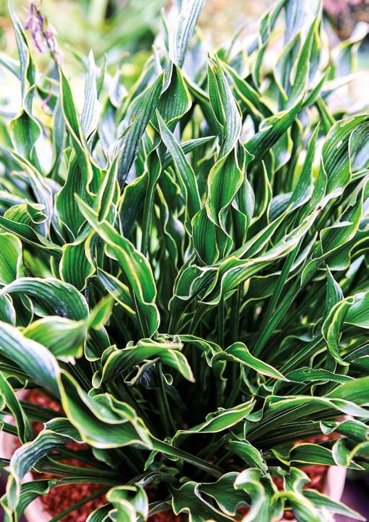 Hosta Praying Hands De aparte bladeren van deze hosta lijken echt op handen die omhoog reiken. Langzame groeier.