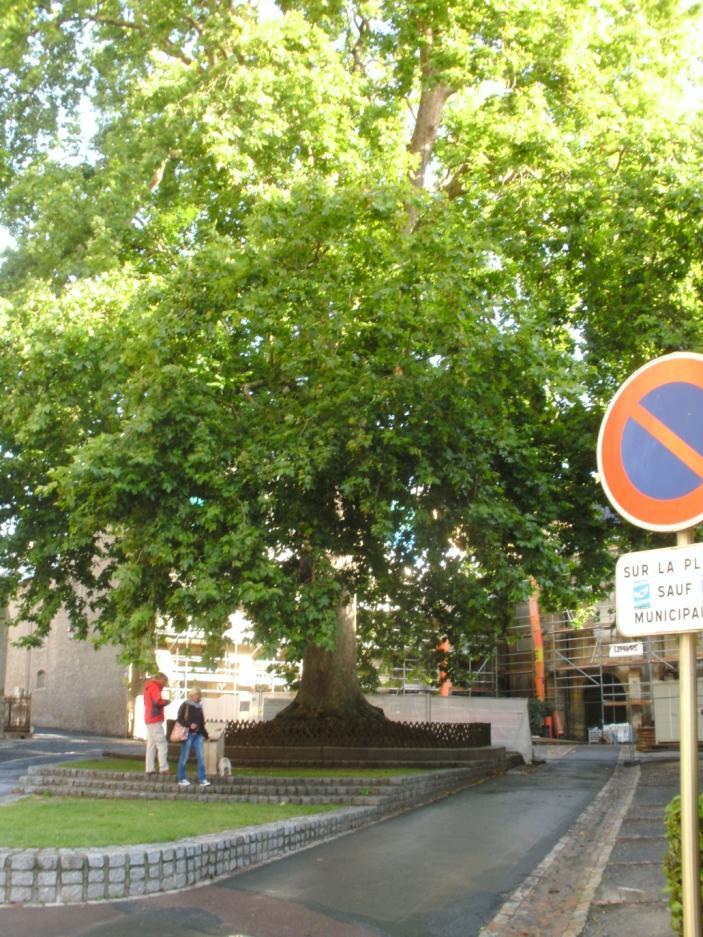 Moest men een Vrijheidsboom hebben laten staan van in de franse tijd dan zou het al een ferm boomke geworden zijn op de Vrijdagsmarkt (toen