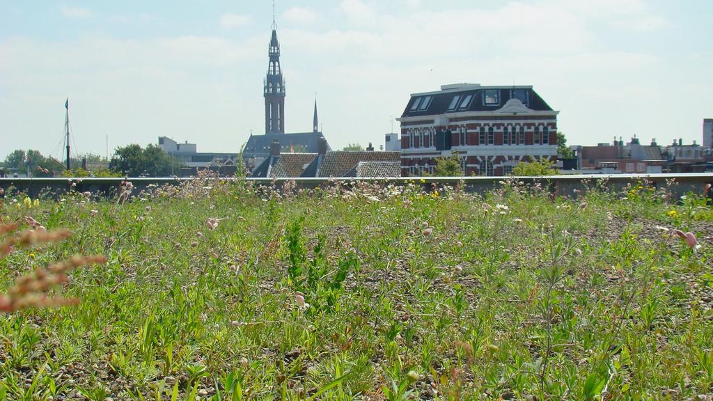 Natuurwaarden op Groene daken Workshop