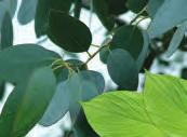 EUCALYPTUS GLOBULUS Eucalyptus globulus Myrtaceae Bladeren 1,8 cineol, alfapineen, aromadendreen, limoneen De eucalyptus globulus of Tasmaanse blauwe gomboom is een grote boom die in zijn originele