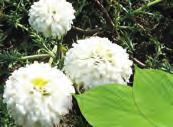 KAMILLE, ROOMSE - Anthemis nobilis of Chamaemelum nobile Asteraceae Bloemen Isobutylangelaat, isobutylisobutyraat, isamylmethacrylaat, isoamylangelaat Roomse kamille is een overblijvende plant, die