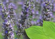 LAVENDEL, ECHTE - Lavandula angustifolia of Lavandula vera Lamiaceae Bloeiende toppen Linalylacetaat, linalol, cis - en trans beta-ocimeen Frankrijk en vooral de Provence heeft altijd de beste