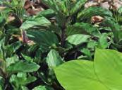 PEPERMUNT Mentha x piperita Lamiaceae Bovengronds bloeiend kruid Menthol, menthone Er worden ongeveer 25 soorten munt beschreven en de puurste muntgeur wordt toegeschreven aan de pepermunt, een