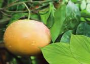 POMPELMOES of GRAPEFRUIT Citrus x paradisi Rutaceae Verse schil Eerste koude persing Limoneen Grapefruit, doorgaans «pompelmoes» genoemd, is eigenlijk een natuurlijke hybride (kruising) tussen de