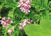 ROOSGERANIUM Pelargonium x asperum of Pelargonium graveolens Geraniaceae Bloeiende toppen Citronnellol, geraniol, linalol De geranium is origineel afkomstig van Zuid-Afrika.