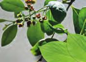 SANDELHOUT Santalum spicatum Santalaceae Hout : alfasantalol, bètasantalol De sandelhoutboom is een groenblijvende, hemiparasitaire boom (4-20 m), afkomstig uit Zuid-India, die voor een deel zijn