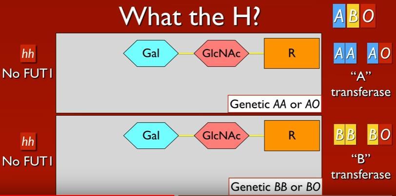 H-deficiënte typen H-deficiënte non-secretors (Bombay of O h ) Genotypisch: hh,