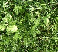 Betreed graszoden niet totdat de matten goed zijn ingeworteld in de ondergrond. Vroeger betreden kan schade veroorzaken aan de jonge wortels en inworteling verhinderen.