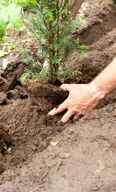 Aanleg siertuin Hulp bij plantgarantie: voorkom uitval De aanleg van een prachtige tuin geeft veel voldoening.