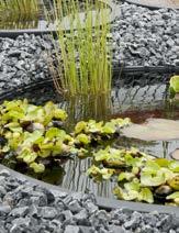 Slechte groei van waterzuiverende planten in moeras of lavafilter DCM OLEGA FER Waterzuiverende planten creëren een zuurstofrijke wortelomgeving in de lavafilter, wat positief is voor de ontwikkeling