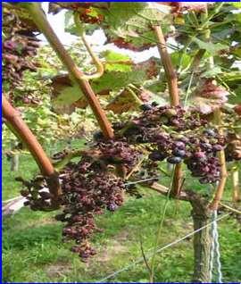Een paar weken later: Geschiedenis (vervolg) Niet spuiten betekent geen oogst 1967 : eerste wijngaard in