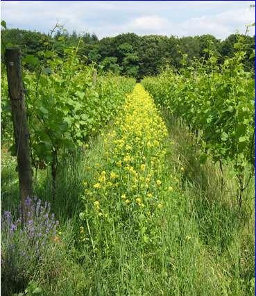 organismen (gisten en enzymen) vanaf 2012 extra regels voor vinificatie van biowijnen Organische mest geeft (gelijk)matige groei Tot 1950 à 1960 was alles wijnbouw bio Daarna kunstmest opbrengst per