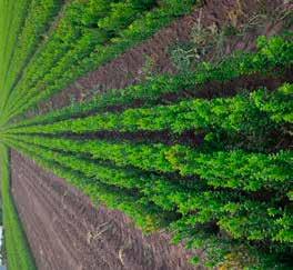 stikstof) én kwalitatief goede planten (aantal vertakkingen en groene bladkleur).