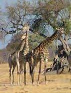 s,verschillende antilope soorten zoals de sabel en roan antilope, eland, gemsbok, reedbuck, kudu,steenbok,