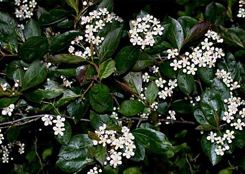 Aronia melanocarpa