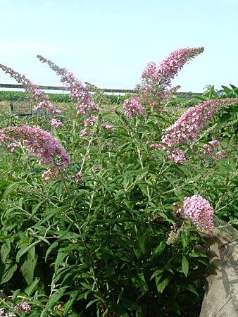 Buddleja