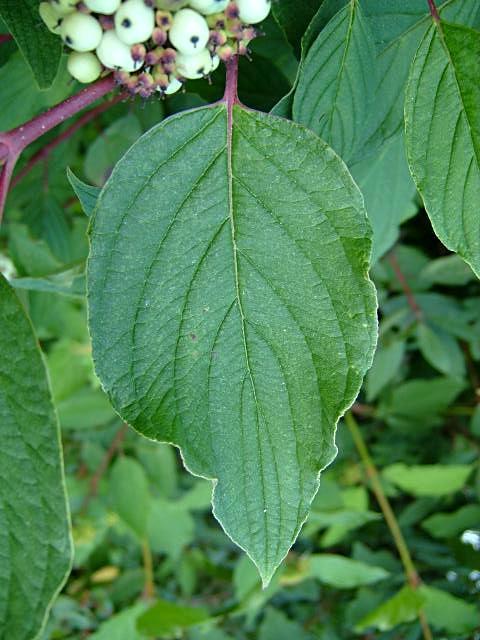 Cornus alba