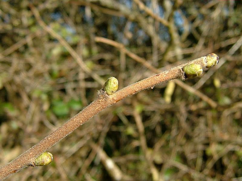 Corylus avellana Stompe eironde knop, groen (soms