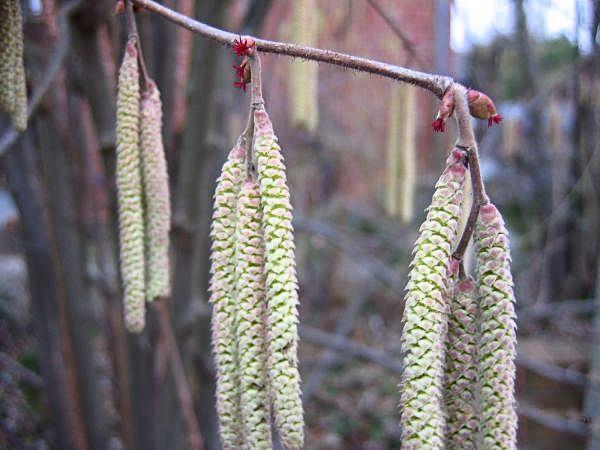 Corylus avellana